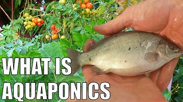 Wat is aquaponics en hoe werkt het?