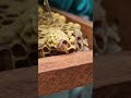 #honeybeesting #employee #bee #worker #honey