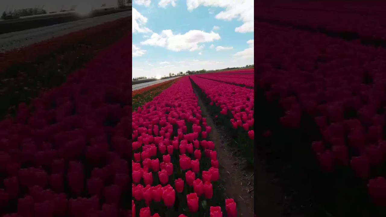 Welcome to Flevoland🌷✨