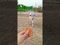 क्युट❤️ गौरी🙏#babycow #shortsfeed #calf #shortvideo #cow #ytshorts #cowvideos #shorts #cowvideo #cut