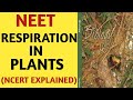 Respiration In Plants/Class 11/NCERT/Quick Revision Series/NEET/AIIMS/2019/By Beats For Biology