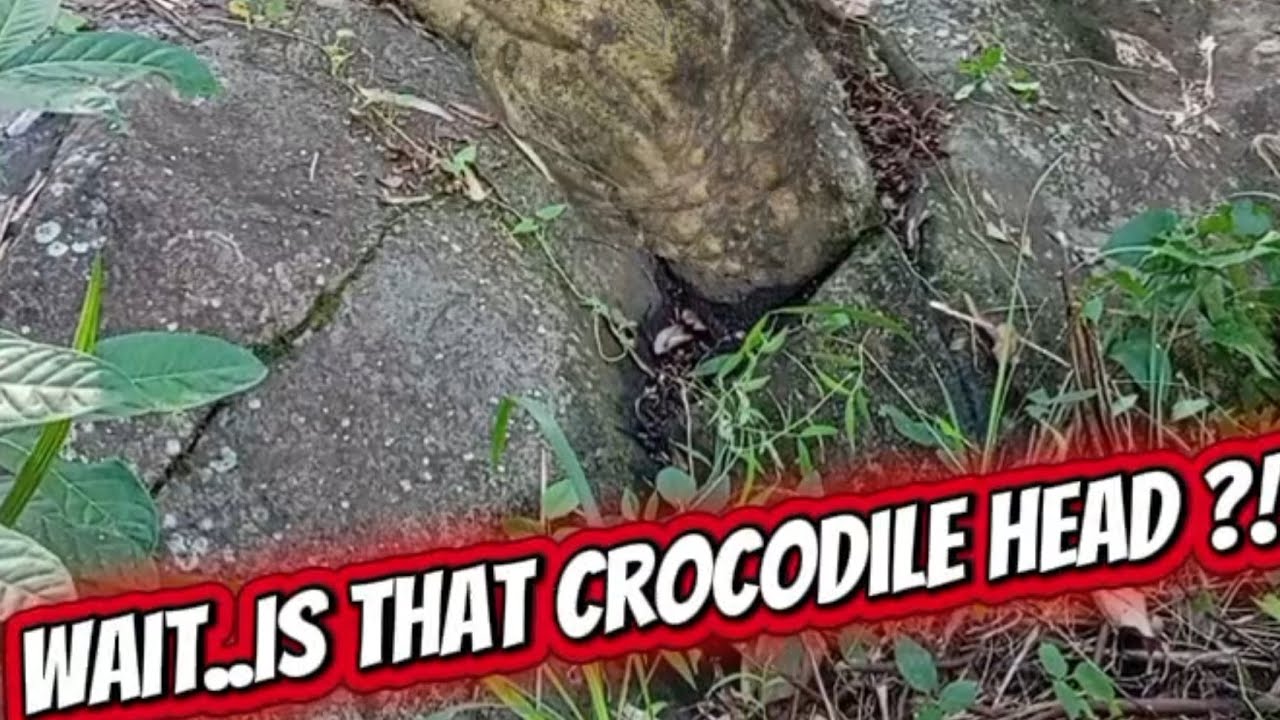 Top 2 animal paradillia rock formation markings found nature art 