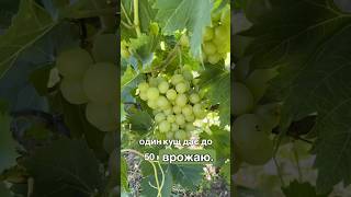 Виноград Аркадія огляд сорту.Хвороби та смакові якості