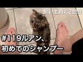 #119 ルアン、初めてのシャンプー