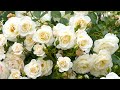 【4K】あしかがフラワーパーク(栃木県)2024年5月20日の様子 May 20,2024 Ashikaga Flower Park