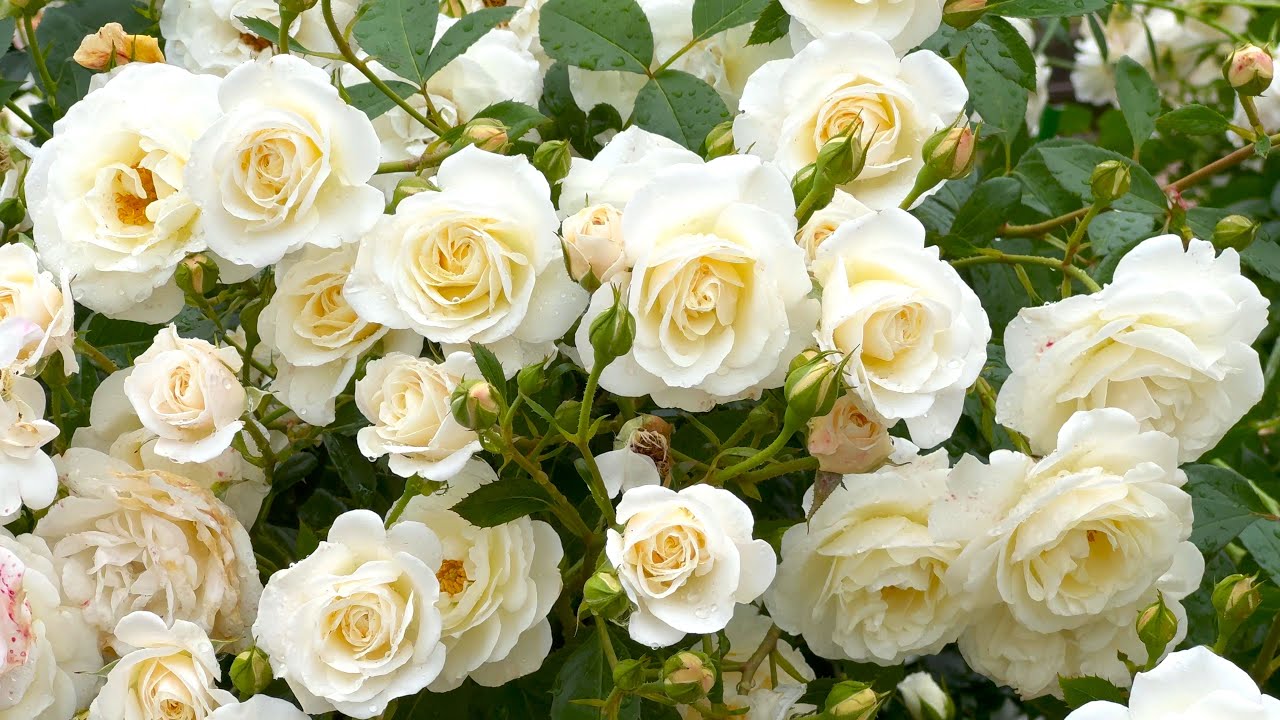 【4K】あしかがフラワーパーク（栃木県）2024年5月20日の様子  May 20,2024　Ashikaga Flower Park