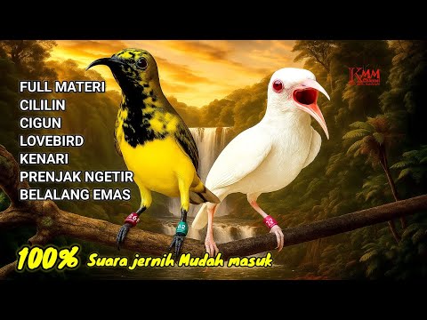 ISIAN PALING MEWAH‼️ Masteran sogon full tembakan 