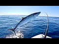 Top Water Dogtooth Tuna Wahoo Mackerel Insane 48hrs Top Water Dogtooth Tuna Wahoo Mackerel Insane 48hrs