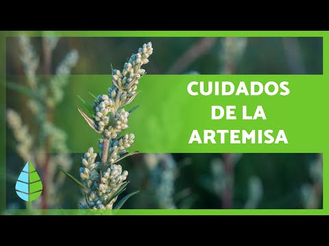 Video: Cómo cuidar una planta de artemisa: información sobre el cultivo de plantas de artemisa