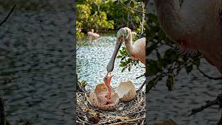 Roseate Spoonbill Egg Hatching — 23 Days in 21 Seconds. 🦩