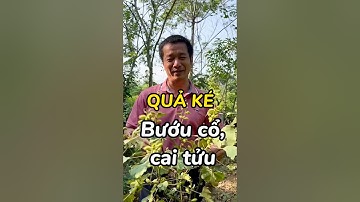 Ké đầu ngựa - Chữa bướu cổ, cai tửu hơn cả triệu tiền mua