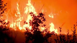 Fire on the forest #copyright free video #Stock video #stockfootage #istock video Fire on the forest #copyright free video #Stock video #stockfootage #istock video