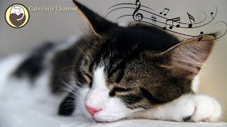Music for Cats  Stress and Anxiety Relief / Cat Purring Sounds & Soothing Sleep Music