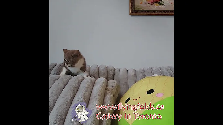 Video 11153811: british shorthair bicolor kitten, british shorthair girl