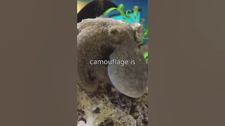 Octopuses Have the Ability to Change Color and Texture