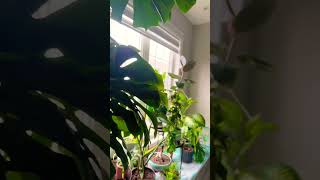 House plants 🪴 #plants #plantlover #plantparent #houseplants #indoorplants #swisscheeseplant