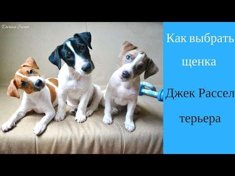 Видео: Как успокоить собаку: 12 шагов (с иллюстрациями)