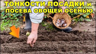 ТЕПЕРЬ Я СЕЮ И САЖАЮ ПОД ЗИМУ ТОЛЬКО ТАК.ХИТРОСТИ, ОСОБЕННОСТИ И СРОКИ ПОСАДКИ ОВОЩЕЙ И ЗЕЛЕНИ.