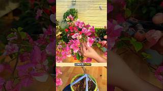 trucos de jardinería #plantas