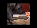 Dog chose a wrong hand /  Funny dog