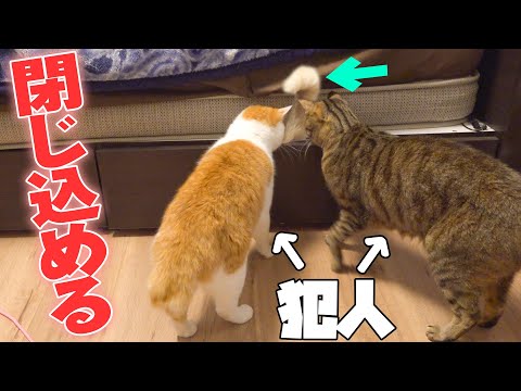 兄弟の手によって収納に閉じ込められる猫