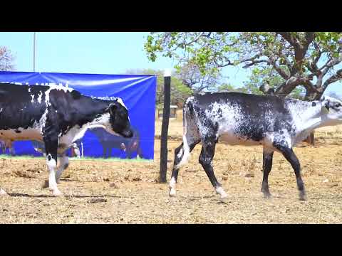 LOTE 30 8406 CK, 8407 CK, 8409 CK