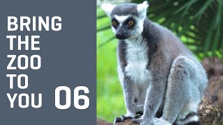Bring the Zoo to You - Learn About LEMURS