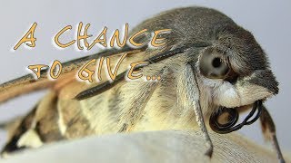 The Cute Story Of My First Bad Chrysalis