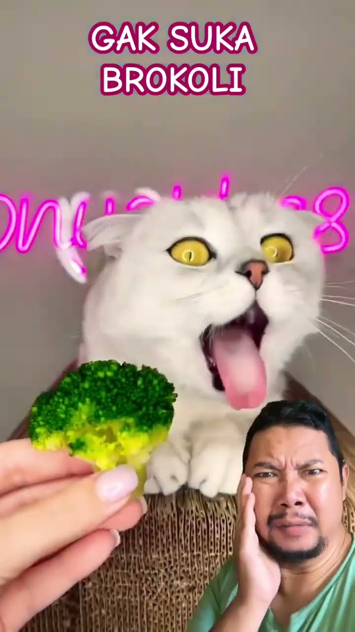 SI MEONG GAK SUKA SAYUR!!!?? #cat #funny #cute #pets #shorts