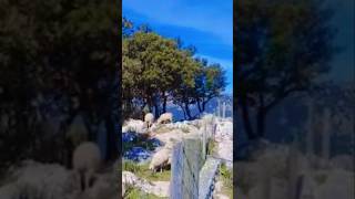 Earth Day! 🌎 #shorts #earthday #ekkstacy #earth #díadelatierra #palmademallorca #fyp