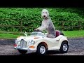 Dog drives mini rolls royce