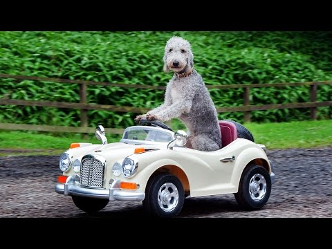 dog-drives-mini-rolls-royce