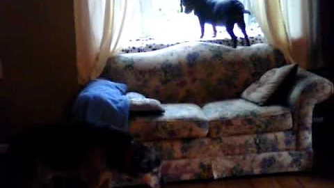 Howling dogs