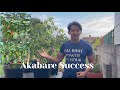 Success limbu grows nepali akabare chillies from seeds within 7 months in the uk