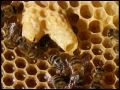 Пчёлки 26. Маточники роевые и свищевые