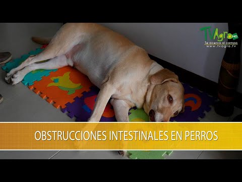 Video: Remedios caseros para el estreñimiento canino
