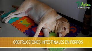 Obstrucciones Intestinales en Perros TvAgro por Juan Gonzalo Angel Restrepo