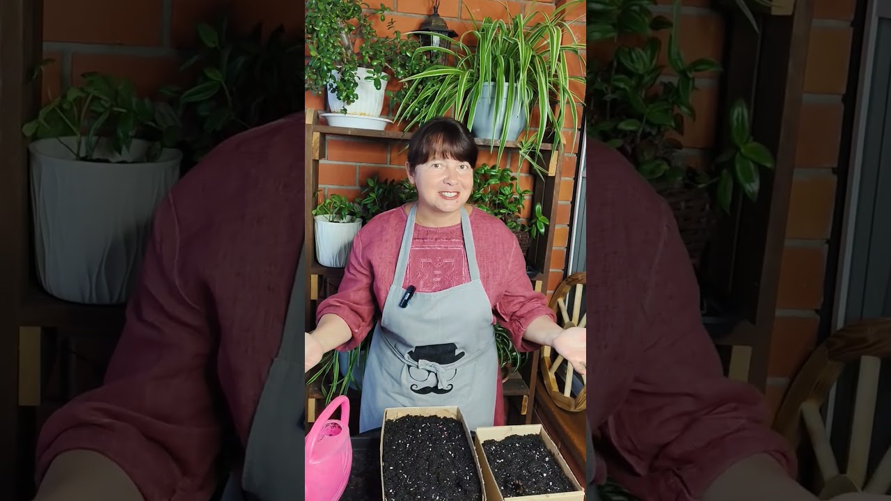 КОНКУРС РАССАДЫ. Призы - денежные сертификаты! Условия в 1-ом комментарии.