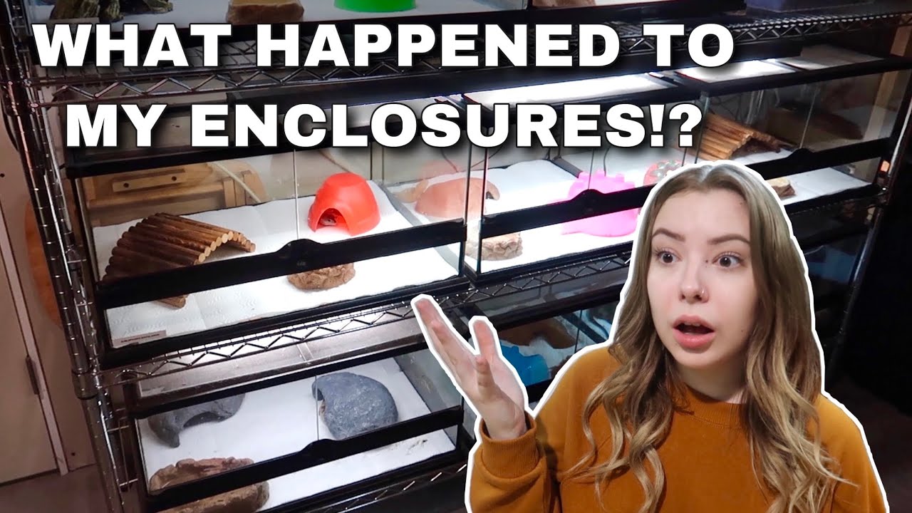 What Happened To My Reptile Room!? - YouTube