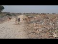 Donkeys enjoying in desert donkey