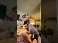 #doberman, #doberman_dog, #doberman_training, #doberman_life, #dog_exercise, #energetic_dog,