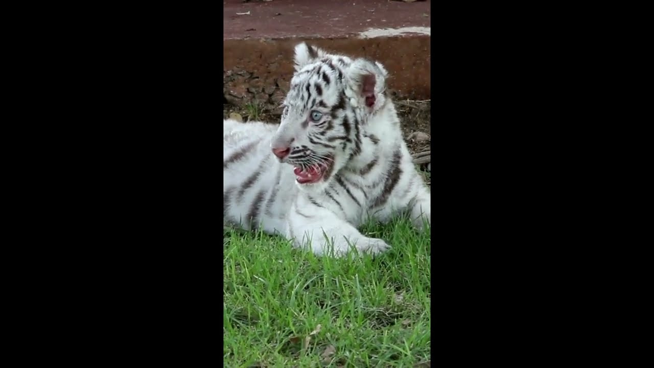 8 Animal Facts You Probably Didn't Know! 