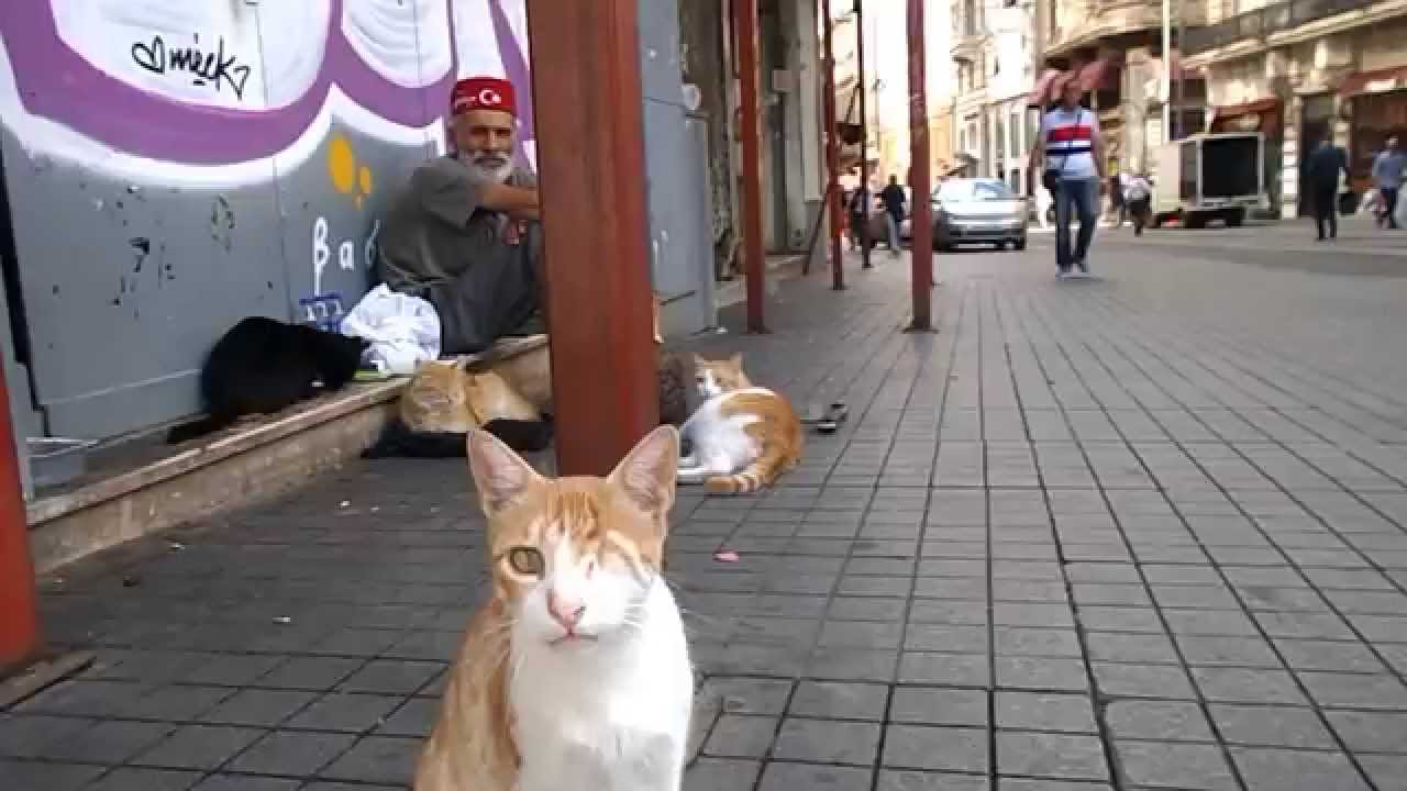 Hello street cat петиция. Турецкие кошки уличные. Кошки в Стамбуле. Кошки в Баку на улице. Кошки в Турции отношения.
