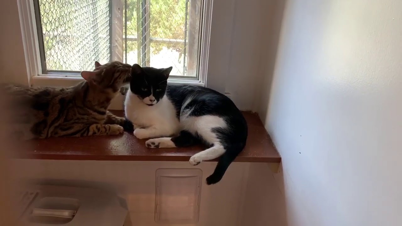 Video of adoptable pet named Dobson YouTube