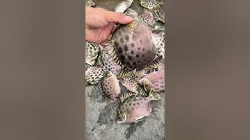 Kết quả 2 tiếng đi câu cá Hói ( cá Nâu ) của 2 Anh Em. #cauca #fishing