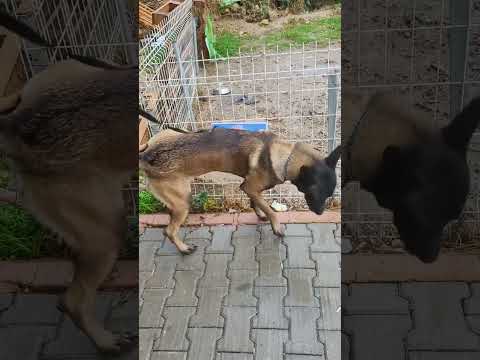 Herkesin aklına gelen geliyor. #malinoislovers