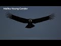 Mallkuyoung condor  msica andina instrumental