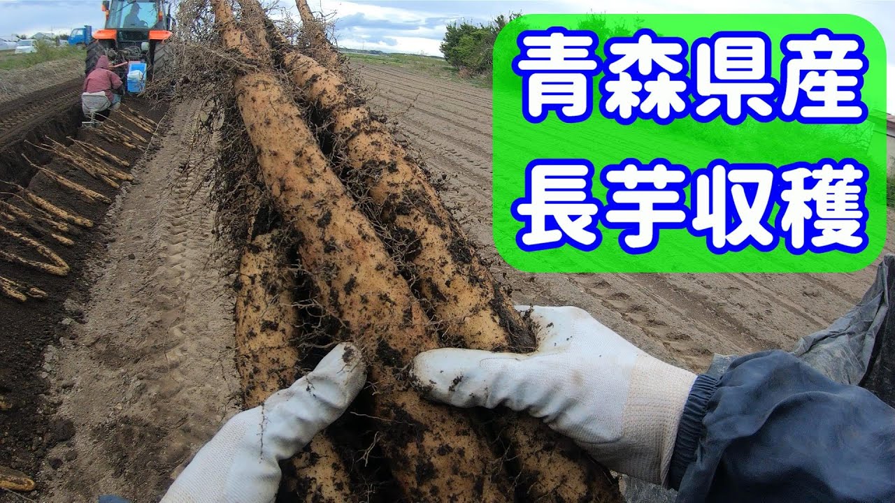 長芋収穫の様子　青森県産長芋　主観映像