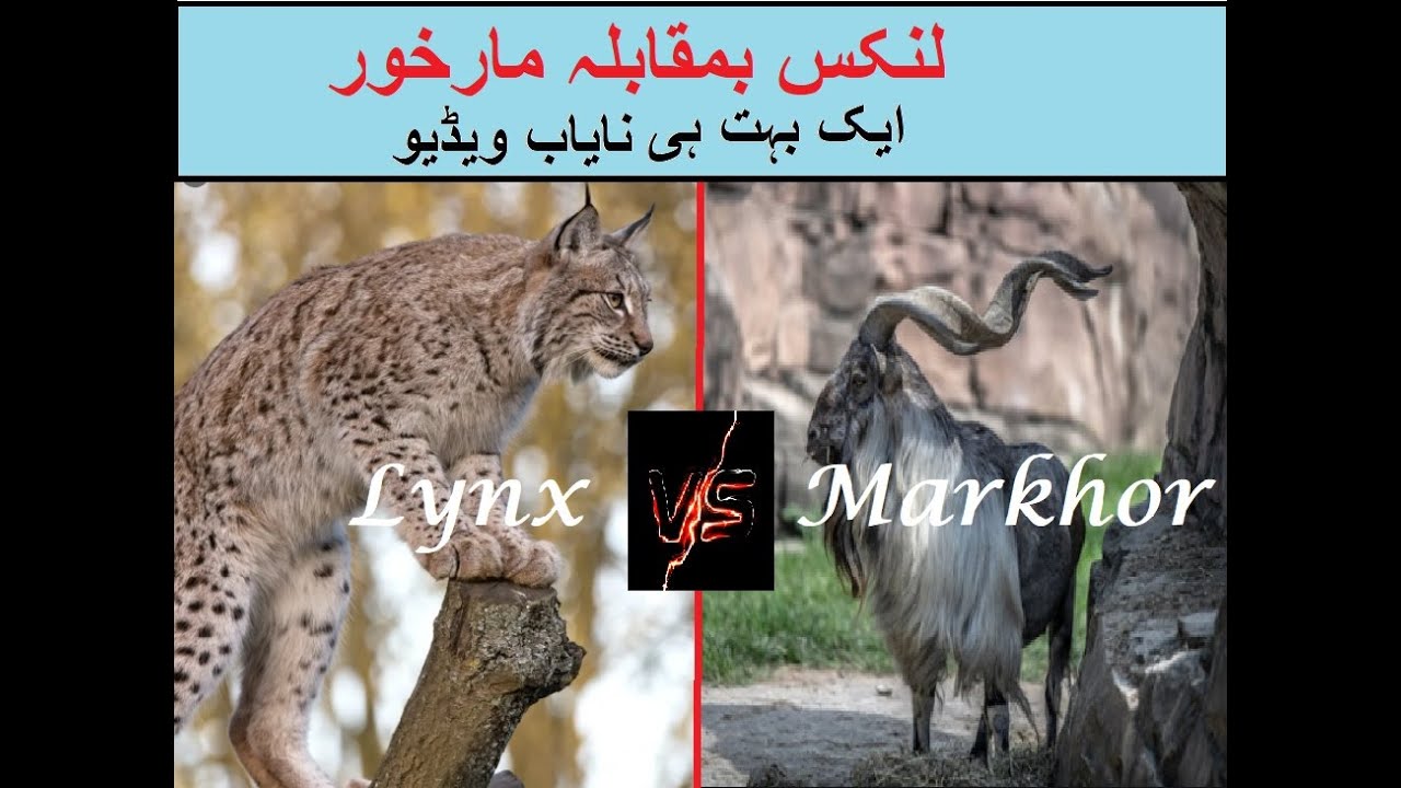 Lynx VS Markhor - Rare Video of Himalayan Lynx Hunting