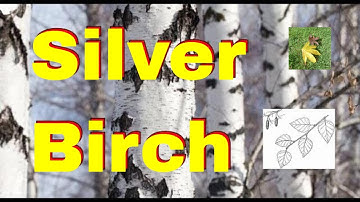 Tree id: Silver Birch tree identification uk (Betula pendula) native bushcraft trees